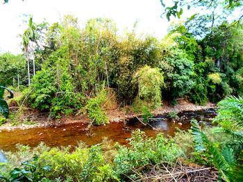 Hotel Khao Sok River Lodge - Bild 2