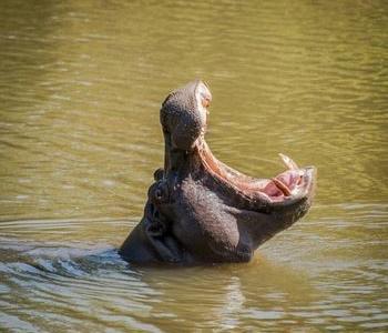 Hotel Maramba River Lodge - Bild 4